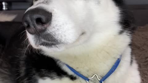 husky sam holding cookies