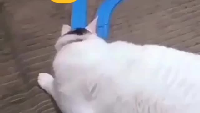 Try Not To Laugh or Grin 🤣 While Watching Funny Dogs & Cats Video