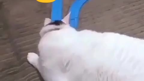 Try Not To Laugh or Grin 🤣 While Watching Funny Dogs & Cats Video