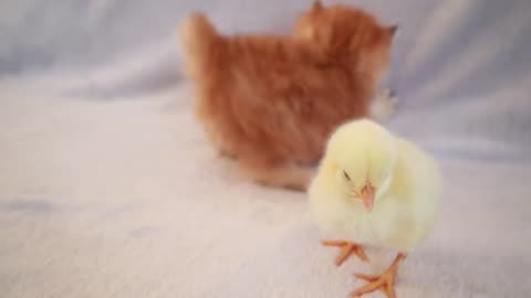 Beautiful little kitten plays with a little chick