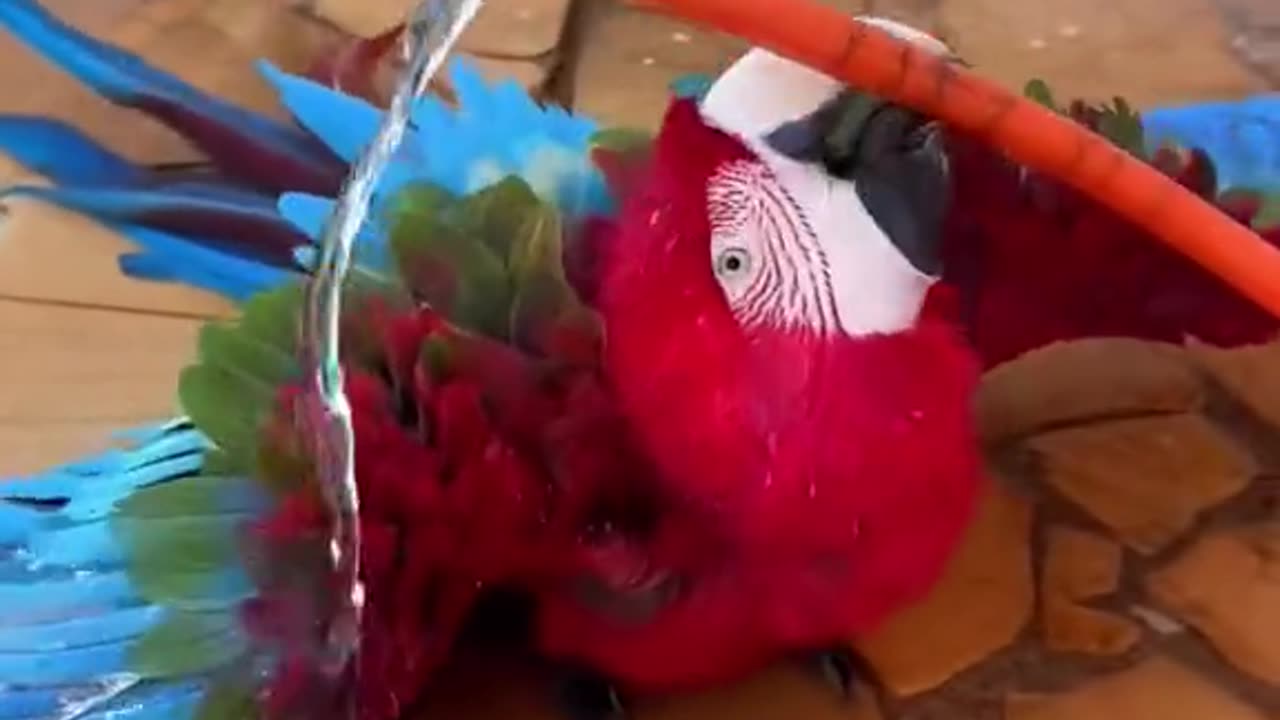 #pet#pets#cute#funny#lol
