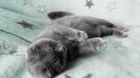 cute kitten