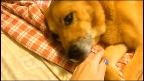 Doggie not a Trump Fan