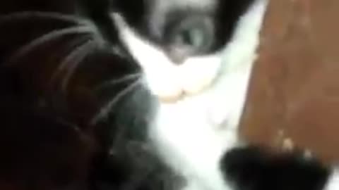 Cats and Dogs World - OMG, So Cute Kittens,Cats and Dogs