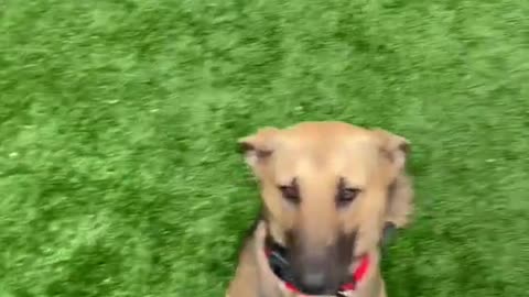 Soldato israeliano salva un cane stremato e terrorizzato e lo porta via da Gaza.