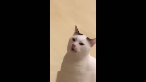 Best Funny Dogs And Cats Videos - Funniest Animals Videos - Part2-Happyy Pett