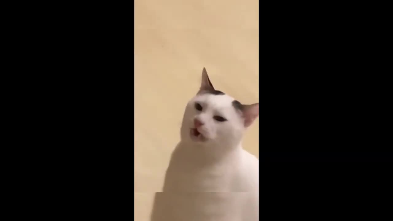Best Funny Dogs And Cats Videos - Funniest Animals Videos - Part2-Happyy Pett
