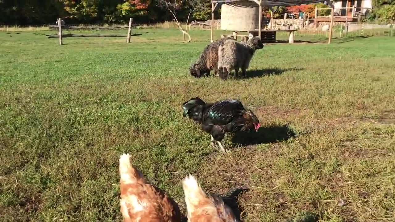 Maman chèvre qui crie et cherche ses petits