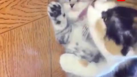 Collection of funny and adorable cat videos,