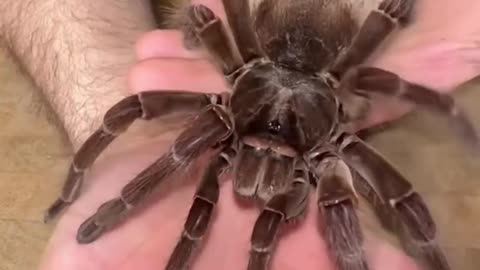 NATURES BEATIFUL ANIMAL EVOLUTION-TERRIBLE