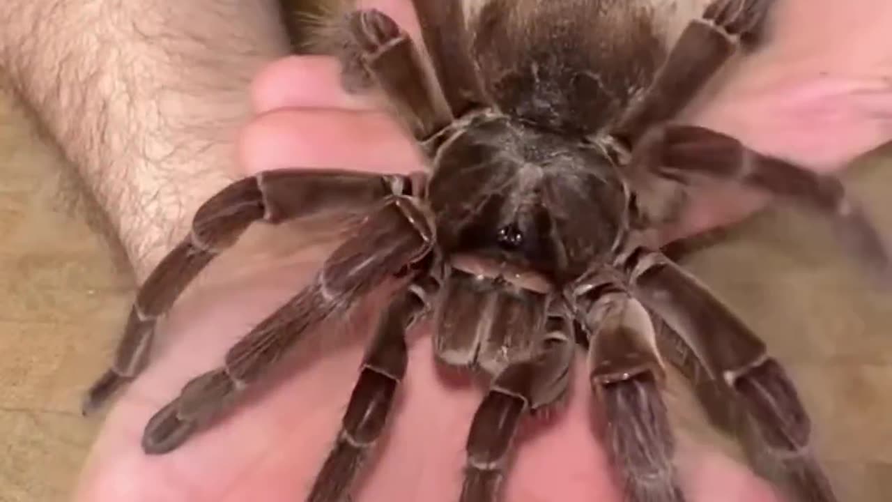 NATURES BEATIFUL ANIMAL EVOLUTION-TERRIBLE