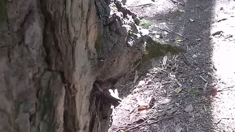 Tree Face