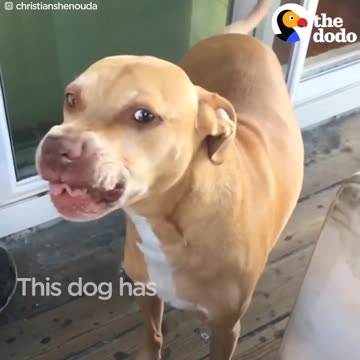 Pit Bull Dog With GOOFY Smile Loves His Dad Very Much | The Dodo