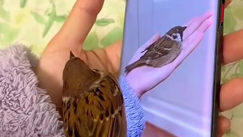 Rescue a baby bird that fell out of the nest