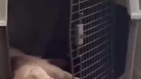 Funny Animal Videos 2024 Best Dogs And Cats Videos 😺😍 # 29