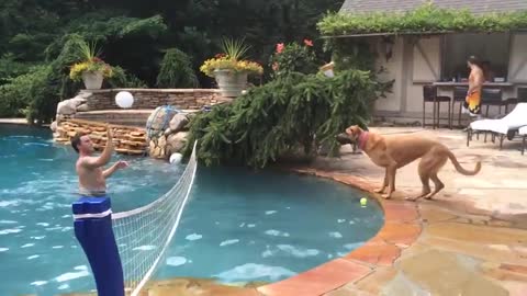 Dog Plays Volleyball With His Human In Pool