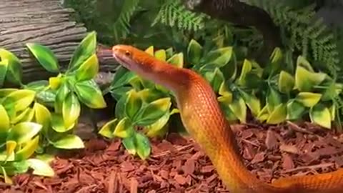 Snake vs Rat Nest