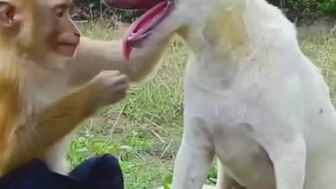Dog and monkey funny video part-2 2023
