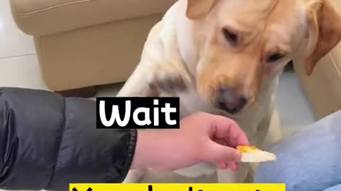 The dog got angry when he didn't get the pizza
