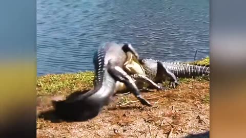 When Animals Messed With The Wrong Opponent !