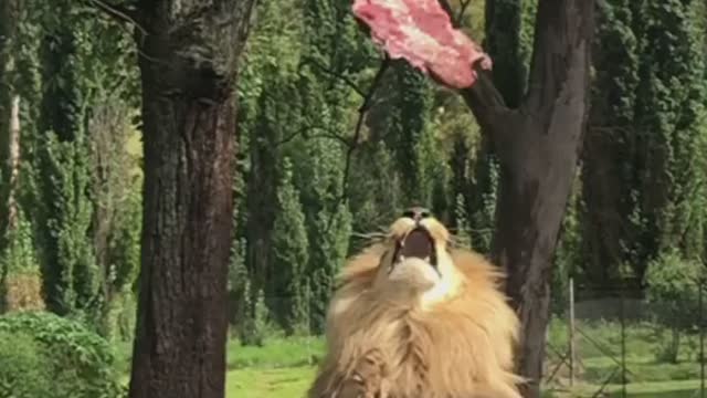 The King of the Jungleš±