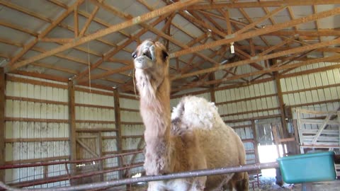 Reuben, Reuben I've Been Thinking