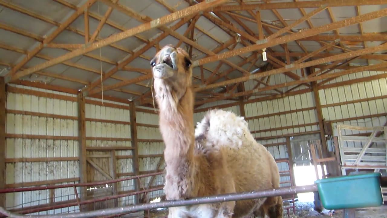 Reuben, Reuben I've Been Thinking