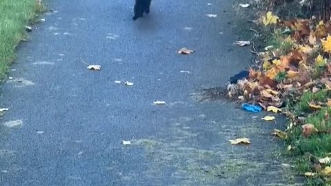 The Single Braincell Broke Down #cat #cute #kitten #pets #meow #videos #shorts #dog