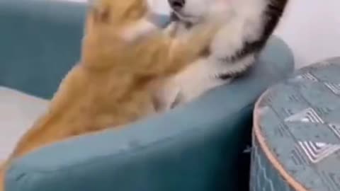 cute cat dog fight 2021 #shorts