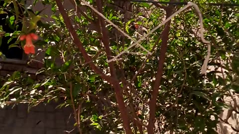 pomegranate Live Tree With Fruits