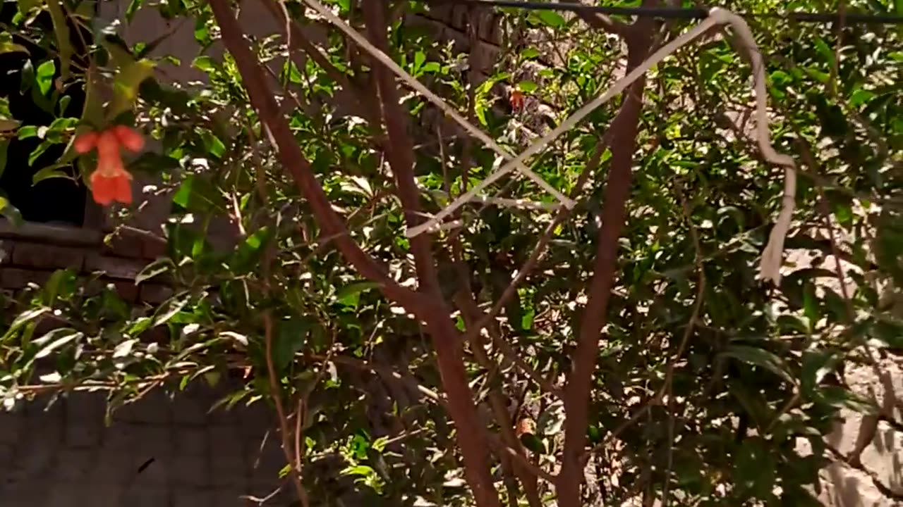 pomegranate Live Tree With Fruits