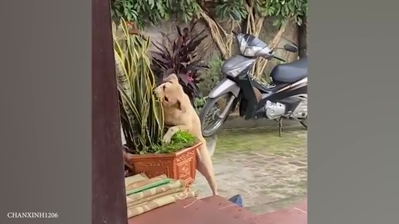 Funny pets video