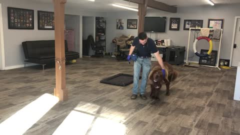 Sweet Louis the Tibetan Mastiff Puppy - Learning Obedience