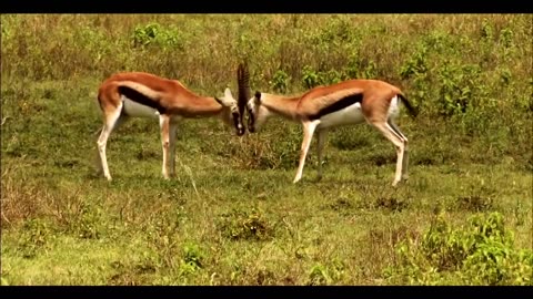 Funny Animal Videos 2023