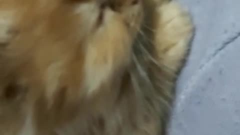 Our new born kittens
