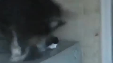I will bully the weak and revenge when I grow up