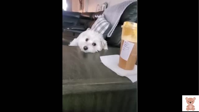 funny animals