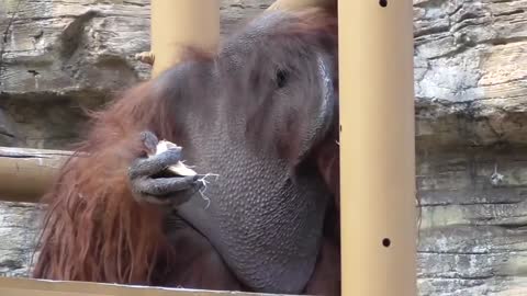 Orangutan during a meal at zoological park