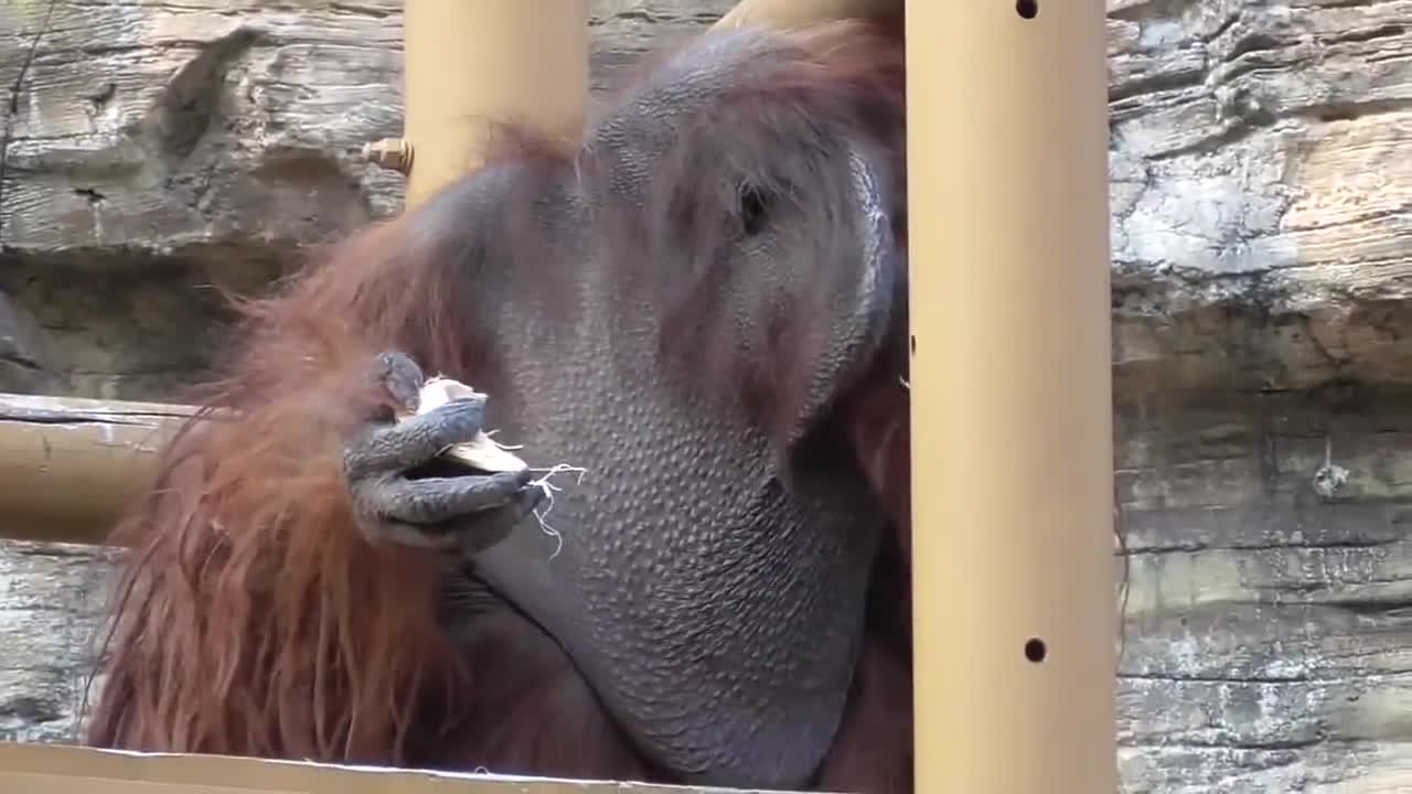 Orangutan during a meal at zoological park