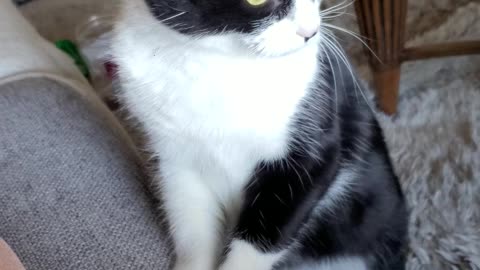Cute cat Charlie abusing me 🤣