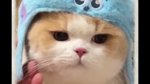 funny pet video