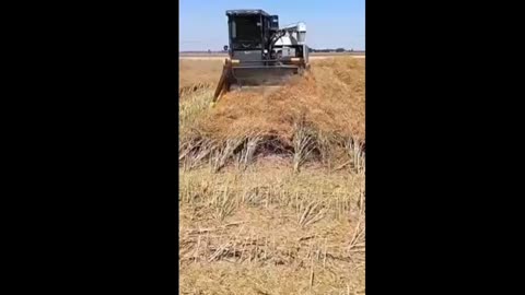 Mustard Harvesting with combine Harvester