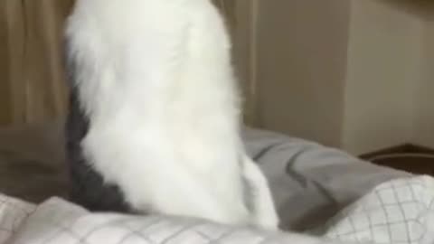 "Monochrome Meows: A Playful Tale of a Charming Black and White Cat"
