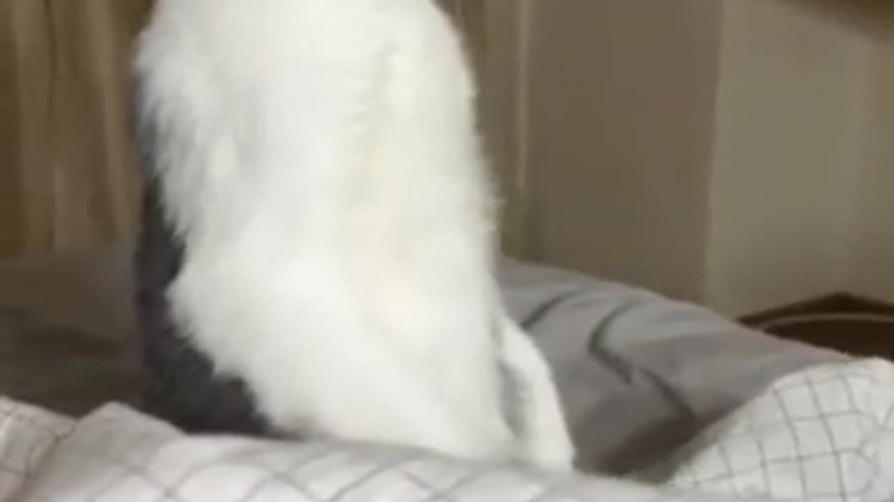 "Monochrome Meows: A Playful Tale of a Charming Black and White Cat"
