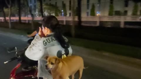 Dog Balances on Back of Motorbike