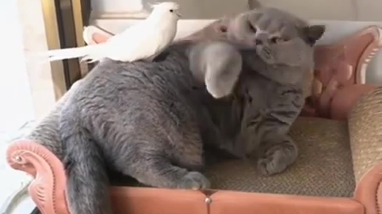 Parrot With Cat, Lets Do Some Fun #shorts #viral #shortsvideo #video