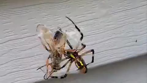 Wasp was fated to get caught by tweezerman and hand fed to that spider..