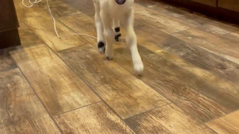 Freddy, the Baby Lamb,f Has Separation Anxiety