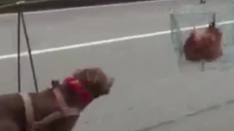 Excellent funny video