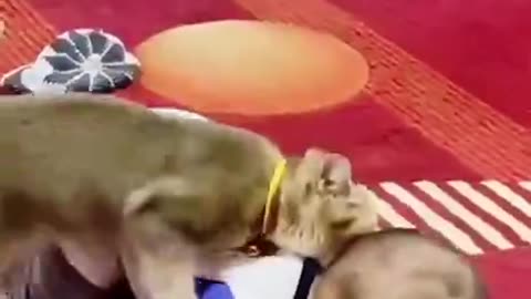 Baby with cat 🐈 video 😊